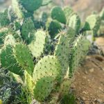 Group logo of California